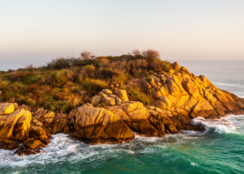 Uruguay's Punta Ballena rocky point hosts 427 plant species, but 14% have vanished