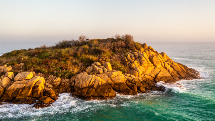 Uruguay's Punta Ballena rocky point hosts 427 plant species, but 14% have vanished