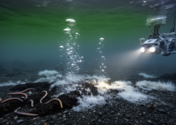 Arctic Groundwater Discharge Sites Fail to Mimic Methane Seep Ecosystems in Svalbard Fjords