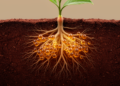 Tea Rhizosphere Fungi Show Ability to Break Down Tannin Compounds