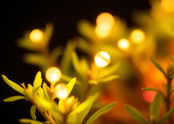 Flickering LEDs Boost Photosynthesis When Pulses Stay Under a Millisecond