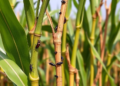AI Reads Sugarcane Stalks to Measure Hidden Insect Damage