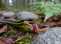 Island Gartersnake Photographed Eating Invasive Earthworm on Isle Royale