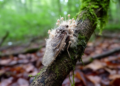Two Insect-Killing Fungi Recorded in Switzerland for the First Time