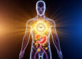 Body Clocks, Hormones and Metabolism May Set the Daily Rhythm of Immune Health