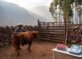 Research report: Cortisol measurements, biochemical and hematological parameters as biomarkers of Cunero cattle welfare during pre-slaughter handling in the Apurimac Region of Peru