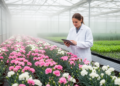Genomic Prediction Shows Promise for Breeding Tetraploid Pot Carnation
