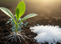 Beneficial Microbes Help Plants Cope With Salt Stress, Review Finds