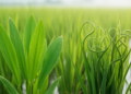 Rice Gene LC2 Keeps Leaves Flat by Suppressing Rolling-Cell Growth Program