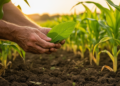 Leaf-Canopy Decoupling: Why Healthy Leaves Can Still Mean Hungry Crops Under Nitrogen Stress