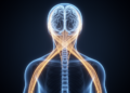 Why the Right Brain Runs the Left Body: An Evolutionary Story of Crossed Wiring