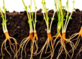 Halophyte Roots Rewrite Their Microbial Worlds as Soil Salt Shifts