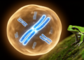 Chromosome fusions shaped frog evolution in Madagascar again and again