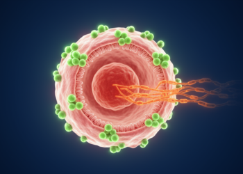 STAM protein suppresses kidney cancer through a dual EGFR and AKT mechanism