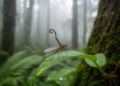Two New Scorpionfly Species Discovered in China's Mountain Forests