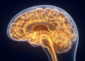 New Hypothesis Links Reward Prediction Errors to Autism Therapy Success