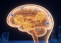 Tau, Not Just Amyloid, May Drive the Fast Cognitive Hits of Sleep Loss, Researchers Argue