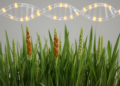 Ryegrass Stem Rust Resistance Genes Mapped Through Combined GWAS and QTL Analysis