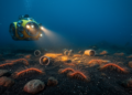 Global checklist brings order to deep-sea polychaete diversity