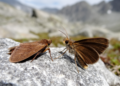 Flightless female moth discovered in the Alps reveals new case of wing loss
