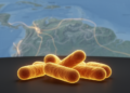 Drug-Resistant RDRio Tuberculosis Strain Tracked Across Ecuador