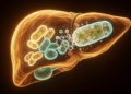 Traditional Chinese formula blocks liver cancer cell survival by disabling mitochondrial recycling