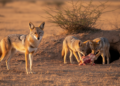 Golden Jackal Helpers Step Up When Breeders Vanish, Study Finds