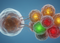 New framework proposes how to pick safer targets for senolytic immunotherapy