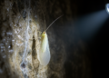 Cave Planthoppers Reveal Hidden Diversity and Challenge Old Theories of Underground Life