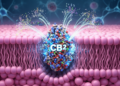 Research report: Time matters: CB2 receptor, developmental stress sensitivity and affective vulnerability