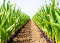 Biochar-Coated Urea Boosts Maize Yields and Slashes Nitrogen Waste in Field Trial