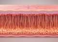 Early Diabetes Thins a Light-Sensing Retinal Layer and Dulls Contrast Vision