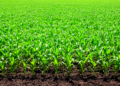 Sequential Herbicide Application Boost Yield and Economics in Spring Maize Cultivation