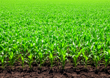 Sequential Herbicide Application Boost Yield and Economics in Spring Maize Cultivation