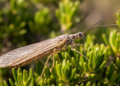 Snakeflies: Living Fossils Reveal 33 Species Across Mediterranean Islands