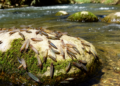Mayfly Diversity Mapping Reveals Environmental Controls in Morocco's Draa River Basin
