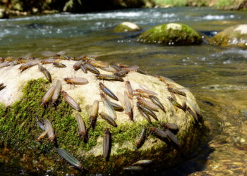 Mayfly Diversity Mapping Reveals Environmental Controls in Morocco's Draa River Basin