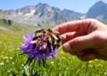 Wild Bee Diversity Survey in Southern French Alps Reveals Critical Conservation Gaps
