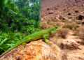 Lizard Diet Stability Across Elevations in Mexico Challenges Niche Variation Theory