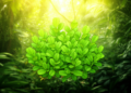 Caribbean Pygmy Jumping Leaves Get a Taxonomic Overhaul, With One New Species