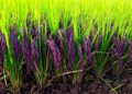 New High-Yield Black Scented Rice Variety Developed Using Advanced Breeding Methods in Northeast India