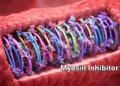 New myosin inhibitors reshape treatment of obstructive hypertrophic cardiomyopathy