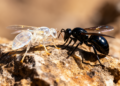 Two Glassy and Obsidian-Like Parasitoid Wasp Species Discovered in Xizang, China