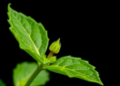 Stinky Leaf Plant Yields Tiny Nanoparticles Packed With Anti-Inflammatory Cargo