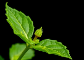 Stinky Leaf Plant Yields Tiny Nanoparticles Packed With Anti-Inflammatory Cargo