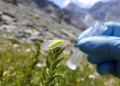 Rare New Psyllid Species Discovered on Mount Pilatus Marks a Genus First for the Alps