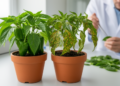 Pepper Disease Resistance Gene Traced to Three Mutant Pseudokinase Proteins