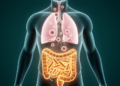 Gut microbes may decide who responds to lung cancer immunotherapy