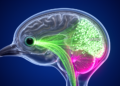 Viral Tracing Reveals an Asymmetric Visual Circuit in the Bird Brain Built Around SATB2 Neurons