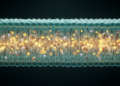 Membranes evolve from passive barriers into multifunctional selective reactors